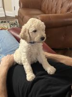 Golden Doodle Puppies for sale in Johnson City, Tennessee. price: $500