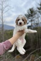 Golden Doodle Puppies for sale in Knoxville, Tennessee. price: $1,500