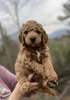 Golden Doodle Puppies for sale in Knoxville, Tennessee. price: $1,500