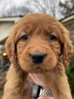 Golden Doodle Puppies for sale in Grove Hill, Alabama. price: $700