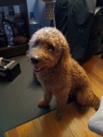 Golden Doodle Puppies for sale in Rahway, New Jersey. price: $500