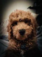 Golden Doodle Puppies for sale in Sparta, Illinois. price: $2,500