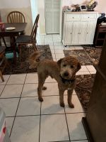 Golden Doodle Puppies for sale in Spring Hill, Florida. price: $1,200