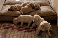 Golden Doodle Puppies for sale in West Milton, Ohio. price: $250