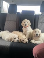 Golden Doodle Puppies for sale in Broomfield, Colorado. price: $1,200