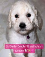 Golden Doodle Puppies for sale in Bronx, New York. price: $3,000