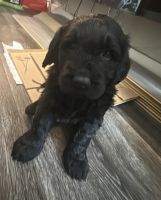 Golden Doodle Puppies for sale in Brea, California. price: NA