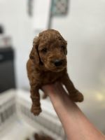Golden Doodle Puppies for sale in Tampa, Florida. price: NA
