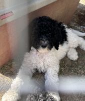 Golden Doodle Puppies for sale in Wytheville, VA 24382, USA. price: $500