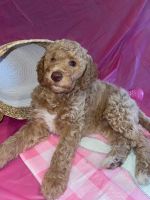 Golden Doodle Puppies for sale in River Rouge, Michigan. price: $1,500