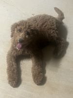 Golden Doodle Puppies for sale in Homer, LA 71040, USA. price: $1,100