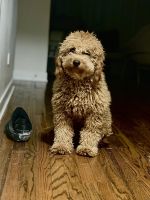 Golden Doodle Puppies for sale in Chicago, Illinois. price: $1,800