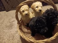 Golden Doodle Puppies for sale in Hays, North Carolina. price: $500