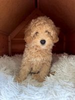 Golden Doodle Puppies for sale in Miami, Florida. price: $1,900