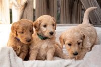 Golden Doodle Puppies for sale in Stroud, Oklahoma. price: $1,000