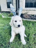 Golden Doodle Puppies for sale in San Marcos, Texas. price: $800