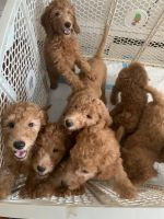 Golden Doodle Puppies for sale in Newark, NJ, USA. price: $2,000