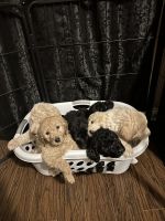Golden Doodle Puppies for sale in Radcliff, Kentucky. price: $750