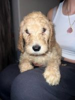 Golden Doodle Puppies for sale in Henderson, Nevada. price: NA