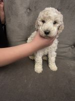 Golden Doodle Puppies for sale in Albuquerque, New Mexico. price: $1,200