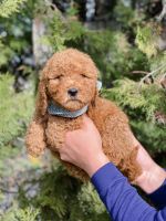 Golden Doodle Puppies for sale in Vancouver, Washington. price: $1,500