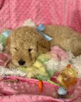 Golden Doodle Puppies for sale in Miami, Oklahoma. price: $300