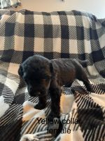 Golden Doodle Puppies for sale in Amelia, OH 45102, USA. price: $800