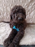 Golden Doodle Puppies for sale in Williston, FL 32696, USA. price: $500