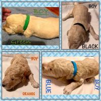 Golden Doodle Puppies for sale in Midwest City, OK, USA. price: NA