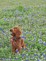 Golden Doodle Puppies for sale in Bryan, Texas. price: $3,500