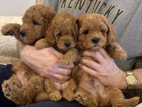 Golden Doodle Puppies for sale in Louisville, Kentucky. price: $1,000