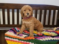 Golden Doodle Puppies for sale in Smithfield, North Carolina. price: $950