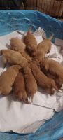 Golden Retriever Puppies for sale in Stitzer, WI 53825, USA. price: NA