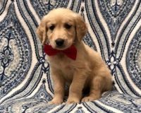 Golden Retriever Puppies for sale in Houston, TX, USA. price: NA