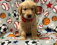 Golden Retriever Puppies for sale in Georgetown Heights Dr, Georgetown, TX 78628, USA. price: NA