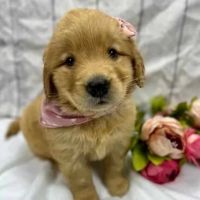 Golden Retriever Puppies for sale in Sugarcreek, OH 44681, USA. price: NA