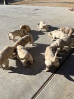 Golden Retriever Puppies for sale in Lubbock, TX 79415, USA. price: NA