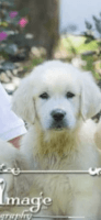 Golden Retriever Puppies for sale in Elmer, NJ 08318, USA. price: NA