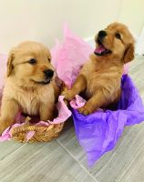 Golden Retriever Puppies for sale in Miami, FL, USA. price: NA