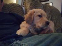 Golden Retriever Puppies for sale in Zanesville, OH 43701, USA. price: NA