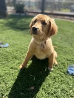 Golden Retriever Puppies for sale in Ontario, CA 91764, USA. price: NA