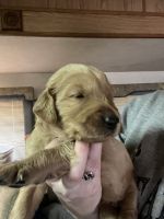 Golden Retriever Puppies for sale in New Caney, TX 77357, USA. price: NA