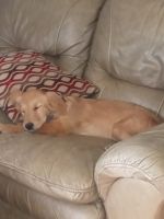 Golden Retriever Puppies for sale in Springfield, MO, USA. price: NA