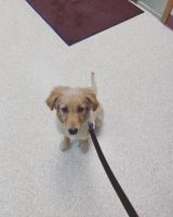Golden Retriever Puppies for sale in New Middletown, OH 44442, USA. price: NA