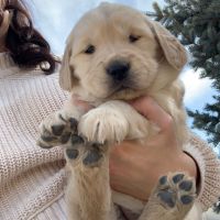 Golden Retriever Puppies for sale in West Haven, UT, USA. price: NA