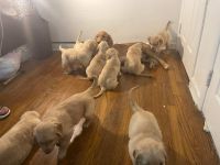 Golden Retriever Puppies for sale in Teaneck, NJ 07666, USA. price: NA