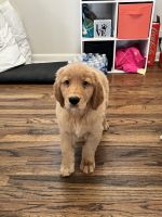Golden Retriever Puppies for sale in Beech Grove, IN, USA. price: NA