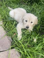 Golden Retriever Puppies for sale in San Mateo, CA, USA. price: NA