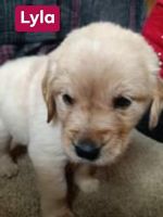Golden Retriever Puppies for sale in 10180 W 67 Hwy, Redkey, IN 47373, USA. price: NA