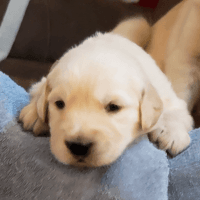 Golden Retriever Puppies for sale in Berea, KY, USA. price: NA
